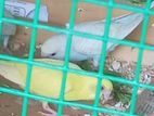 Red Eye Yellow Colour Love Bird Pair