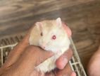 Red Eyed Golden Campbell Hamster
