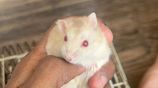 Red Eyed Golden Campbell Hamster