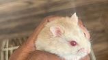 Red Eyed Golden Campbell Hamster