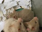 Red Eyed Syrian Hamsters