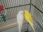 Red Eyes Love Birds