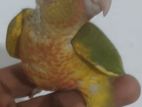 Red factor pineapple conure Bird