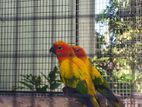 Red Factor Sun Conure Pair