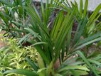 Red Palm Plants