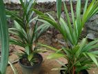 Red Palm Plant