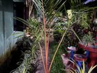 Red Famtree