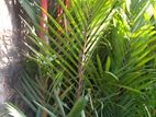 red farm tree
