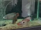Red Fin giant Gourami