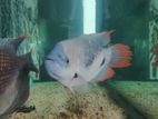 Red Fin Giant Gourami
