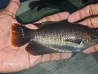 Red Fin Giant Gourami