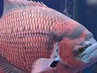 Red Fin Giant Gurami