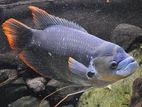 Red Fin Giant Gurami
