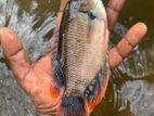 Red Fin Gourami Fish