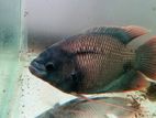 Red Fin Gourami