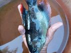 Giant Red Tail Gourami