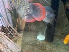 Red Fin Gourami