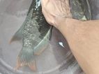 Red Fin Gourami