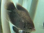 Red Fin Gurami