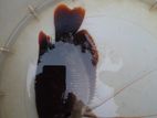 Red Fin Gourami (Wc)