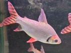 Red Flagtail Fish