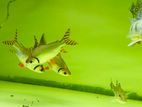 Red Flagtail Fish