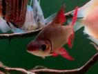 Red Flagtail Fish