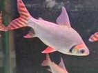 Red Flagtail Fish