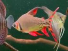 Red Flagtail Fish