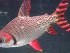 Red Flagtail Fish