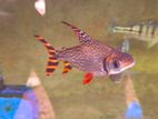 Red Flagtail Fish (import)