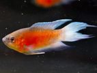 Red Flame Paradise Fish