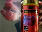 Red Dragon Flower Horn Fish