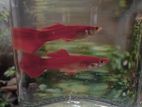 Red Guppy Fish