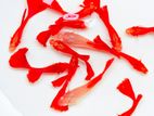 Red Guppy Fish