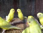 Love Birds