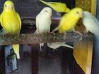 Love Birds