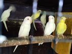 Love Birds