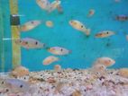 Red Jewel Cichlid Fish