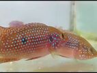 Red Jewel Fish