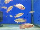 Red Jewel Fish