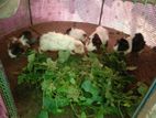 Guinea Pig