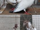 Red Kiri Pigeons