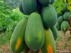 Red Lady ගස්ලබු පැළ ( Papaya Plants )