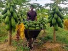 Red Lady Papaya Plants ( ගස්ලබු පැළ )