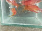 Red Layertail(swordtail)