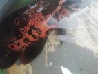 Red Leopard Oscar Pair