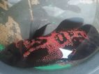 Red Leopard Oscar Pair