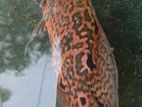Red Lepord Oscar Fish