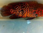 Red lepord oscar fish